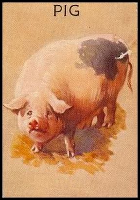 R15-1 Pig.jpg